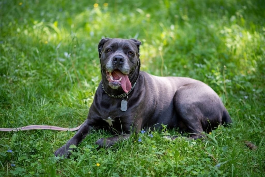 Dental Hygiene for Your Cane Corso