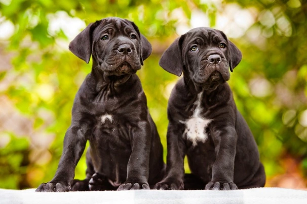 Finding Reputable Cane Corso Breeders: Your Guide to a Healthy, Happy Puppy