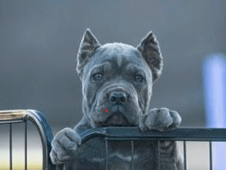 Kitchen: Keeping Your Cane Corso Safe and Satisfied