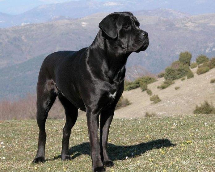 Brushing Your Cane Corso: Techniques and Frequency