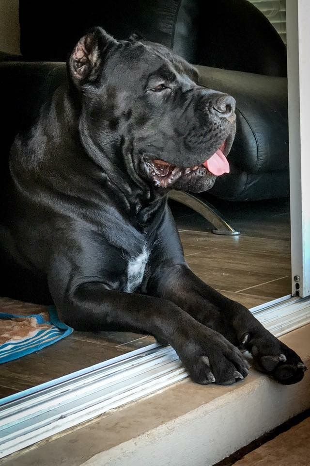 Black Cane Corso