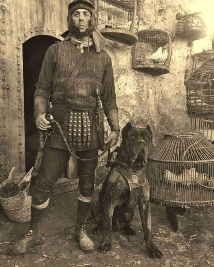 Image: A historical depiction of a Cane Corso wearing a spiked collar during a hunt in ancient Rome.