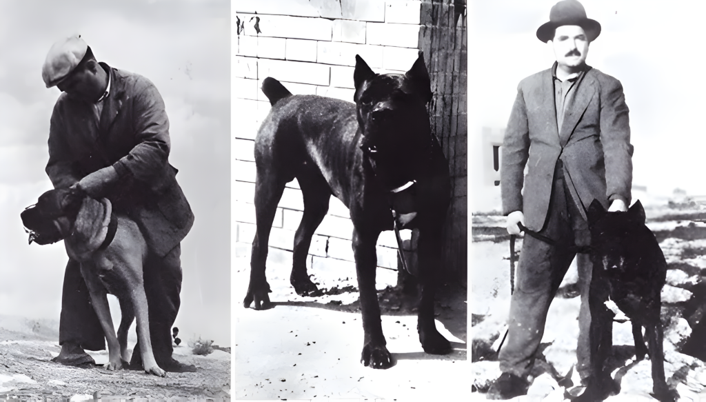 Cane Corso History