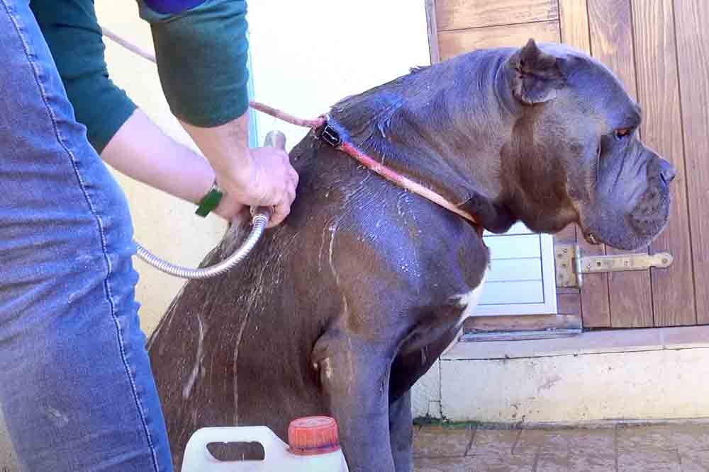 Bathing Your Cane Corso: Do's and Don'ts