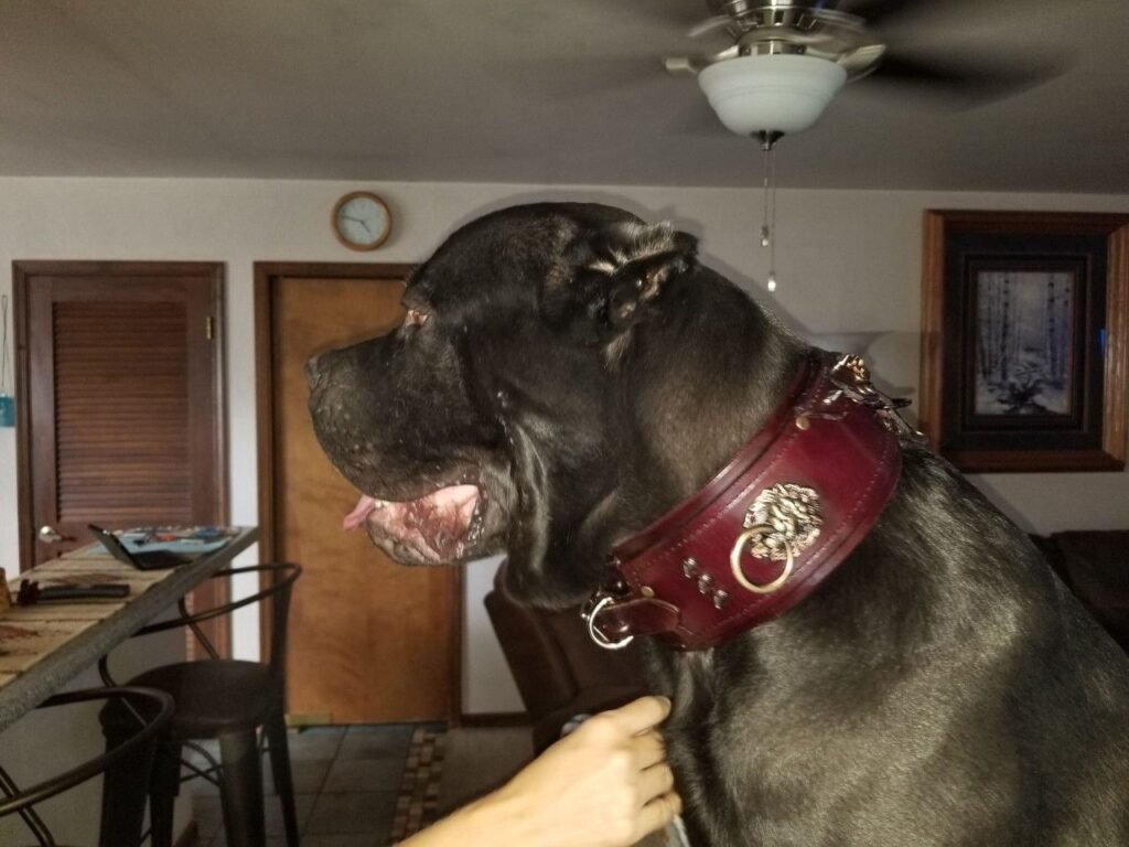 Image: A Cane Corso wearing a thick, durable leather collar, perfect for handling its strength.