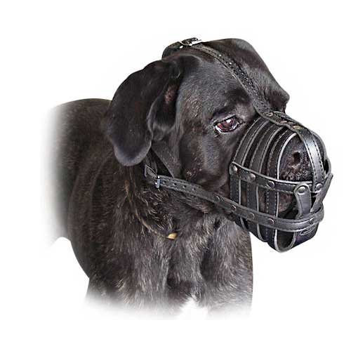 Cane Corso Muzzles: Is It Obligatory or Recommended in the U.S.?