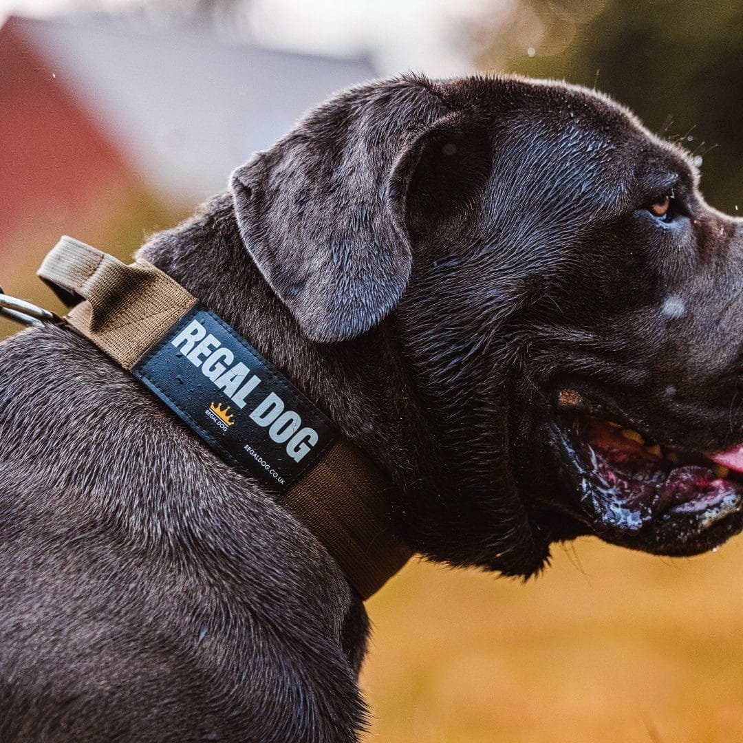 Best Collars for Cane Corsos: A Guide Based on Their Strength and History