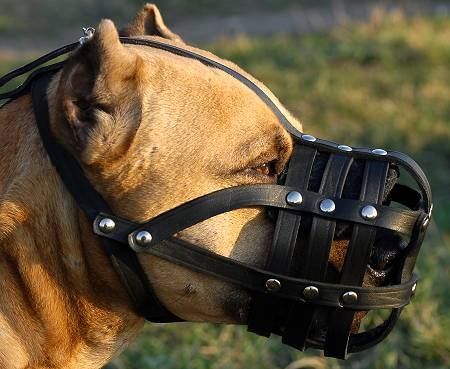 Image: A Cane Corso wearing a basket muzzle compared to a Rottweiler, showing the similar needs for large, strong dogs.