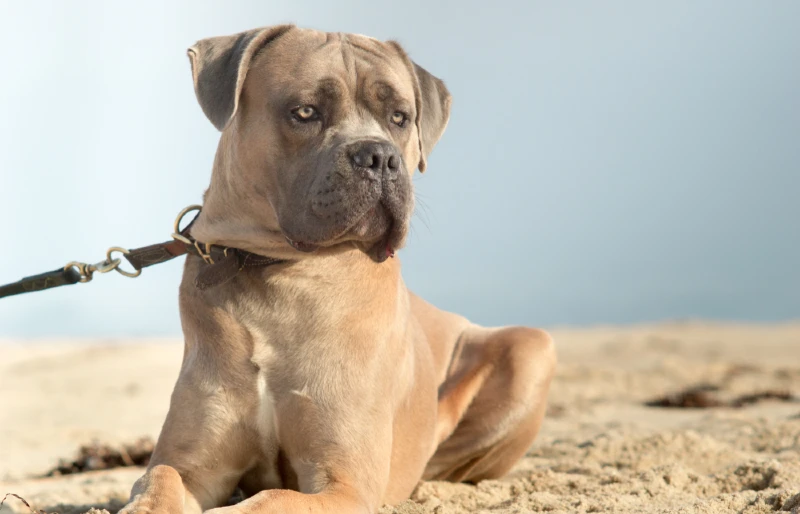 Fawn Cane Corso