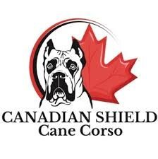 Why Join Cane Corso Forums? 