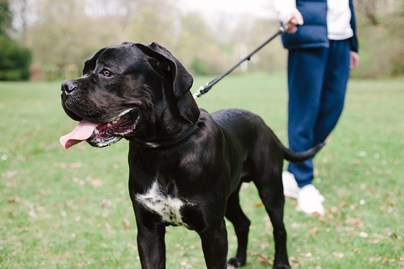 The Best Leashes for Cane Corsos: A Guide for Strength and Control