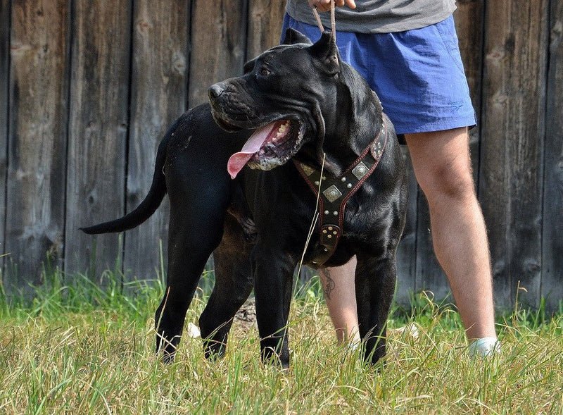 Image: A Cane Corso wearing a wide-chest harness for comfort and support during walks.