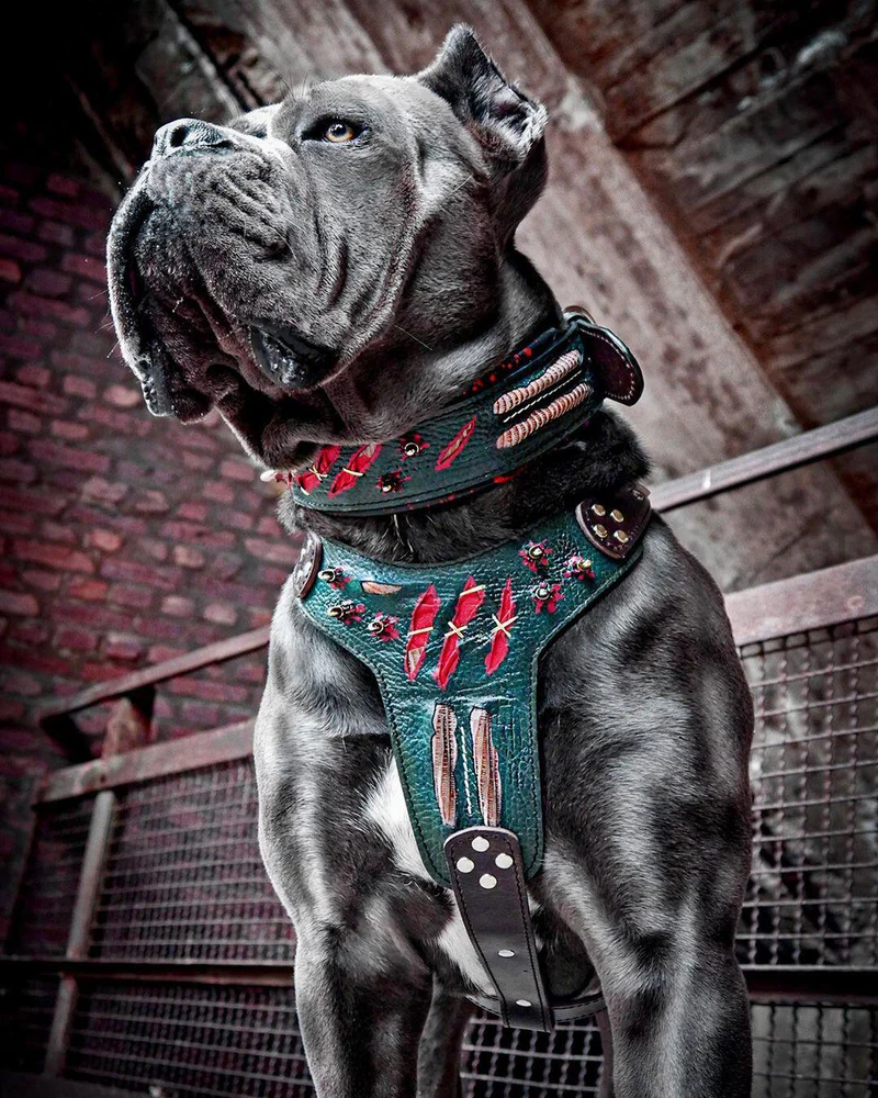 Image: A Cane Corso with a broad chest, highlighting the need for a wide, supportive harness.