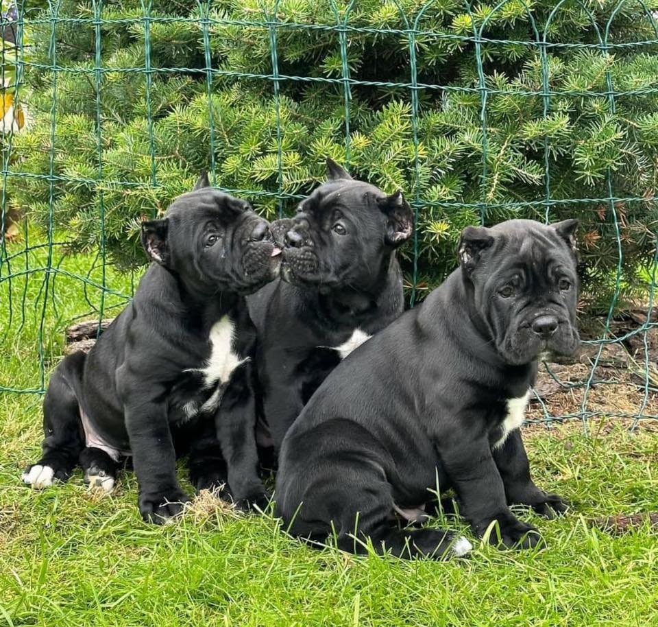 Facebook Groups for Cane Corso Owners