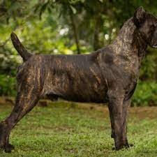 Breedia Cane Corso Forum