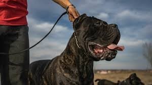 Cane Corso Success Stories: Real-Life Examples of Loyalty, Training, and Resilience