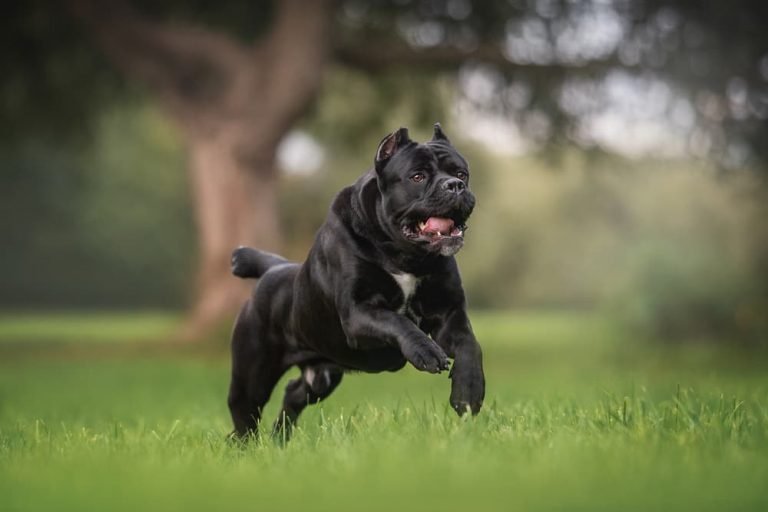 Reddit’s Cane Corso Community